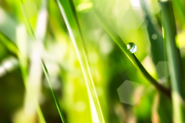 Close up macro image of dew or raindrop on a green grass leaf.