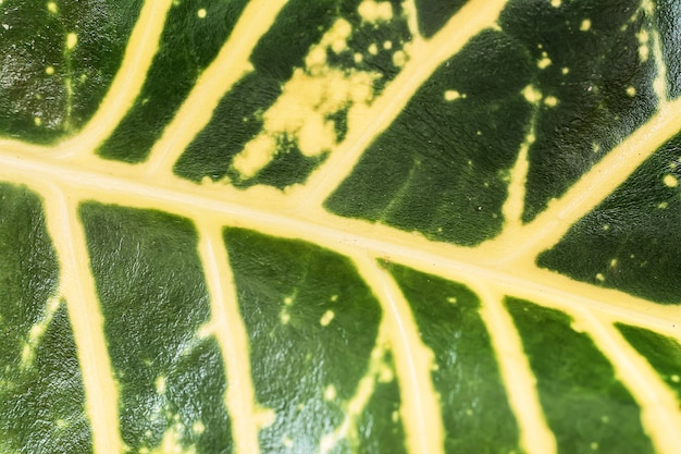 Close up macro leaf texture