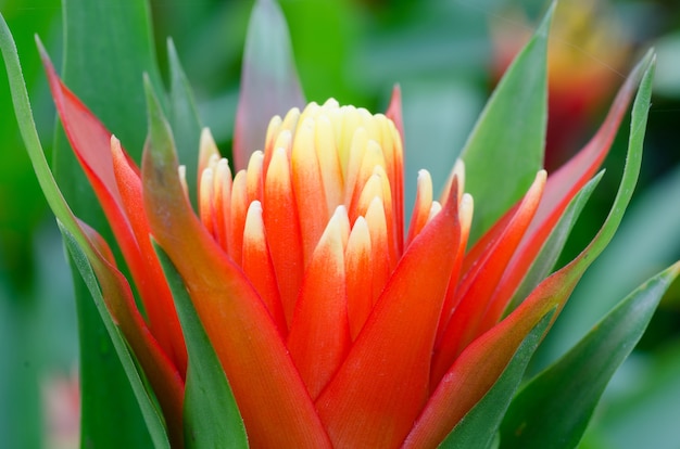 close-up macro mooie bromelia bloem na regen