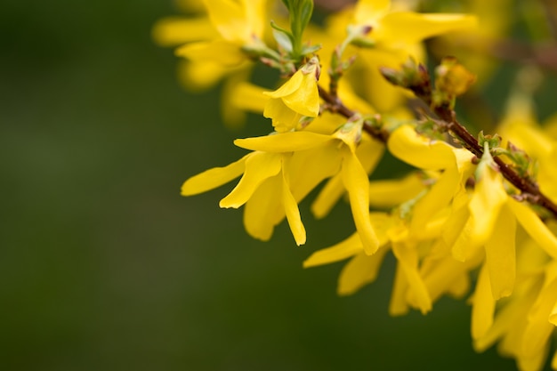 Close-up macro mooie lichtgele bloem.