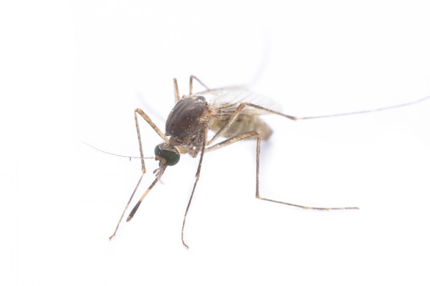  close-up or macro of a Mosquito on white 