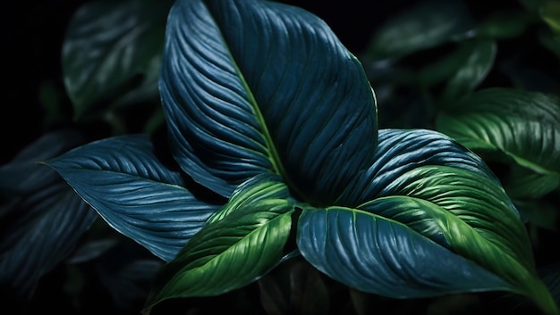 Close-up macro natuur exotische helderblauwe groene blad textuur tropische jungle plant spathiphyllum