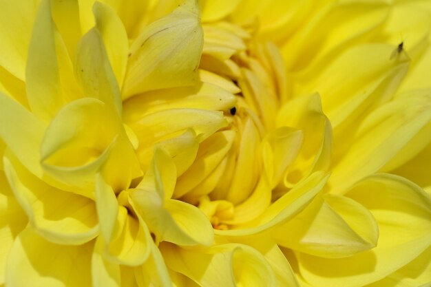 Close-up macro-opname van een felgele dahlia als natuurlijke achtergrond of textuur