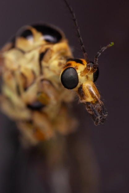 Close-up macro-opname van een insect