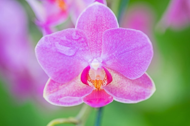 Close up macro orchid