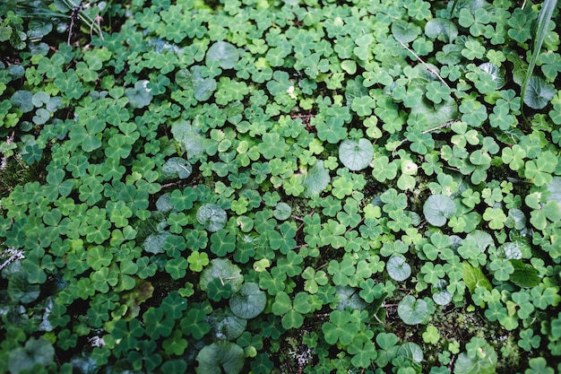 Close up macro photo of a green forest clover background texture in the wild mountains