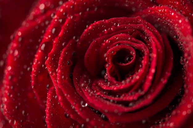 Close up macro photo picture of red rose flower with shiny shimmer glamorous rain drops