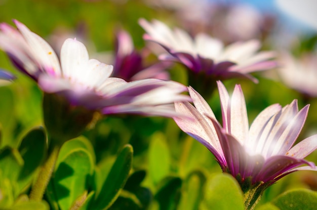 白くてカラフルなガザニアの花のクローズアップまたはマクロ写真