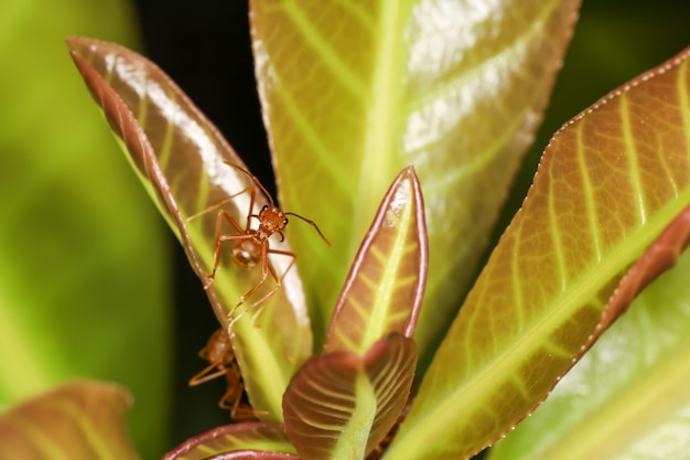 Close up macro red ant on green baby leaf on nature at thailand