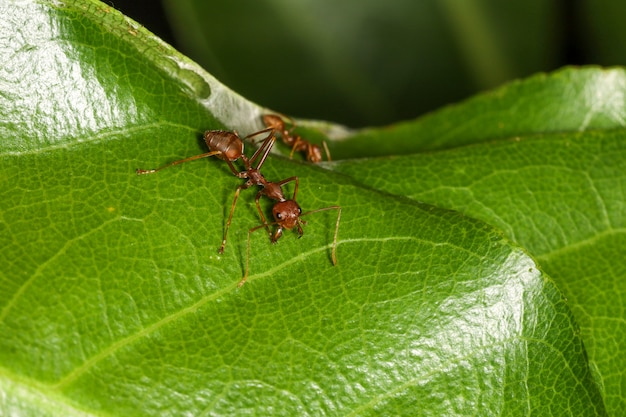 태국에서 자연에 녹색 잎에 매크로 빨간 개미를 닫습니다