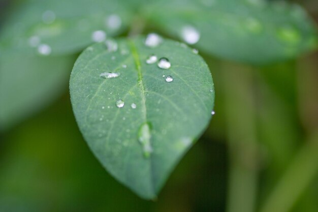 Close up macro regendruppel op blad onduidelijke achtergrond