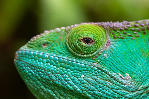 Un primo piano, ripresa macro di un camaleonte verde