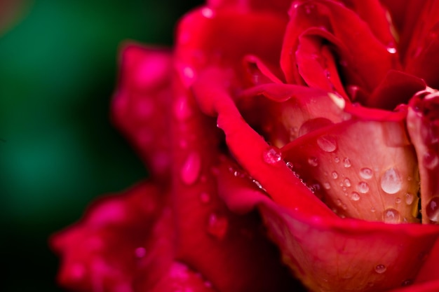 Una ripresa macro ravvicinata di una rosa rossa in giardino come concetto di natura