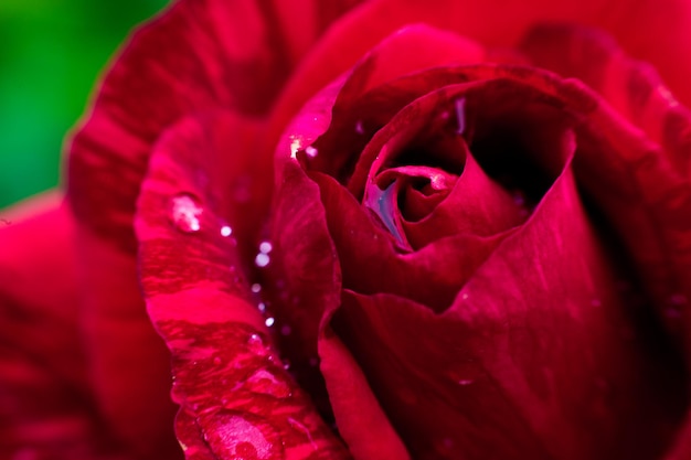 A close up macro shot of a red rose in garden as nature concept