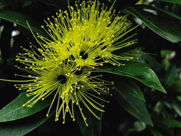 Close up macro shot of a tropical garden beautiful yellow flower plant