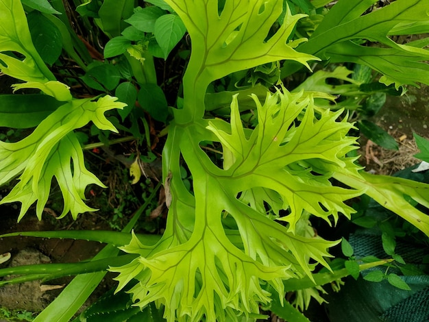 Close up macro shot of a tropical garden green leaf in the garden