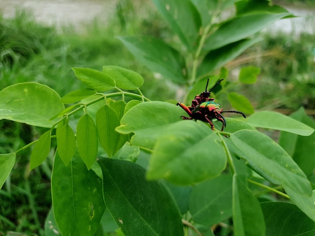 Close up macro shot of a tropical garden insect on a leaf