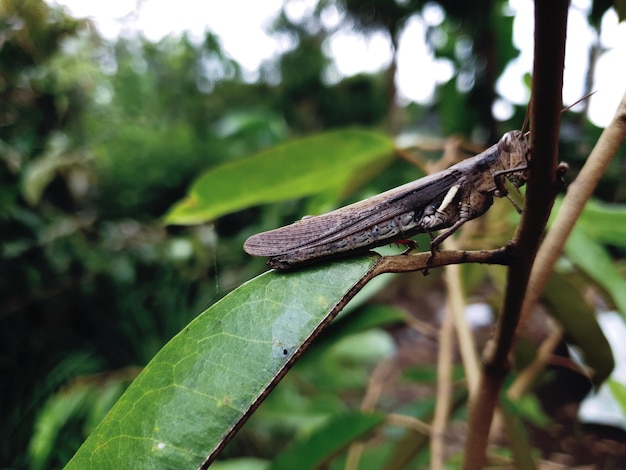 葉の上に座っている熱帯の庭の昆虫のマクロ撮影をクローズアップ