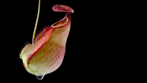 Close up, macro shot of tropical pitcher plants or monkey cups isolate on black background, nepenthes mirabilis