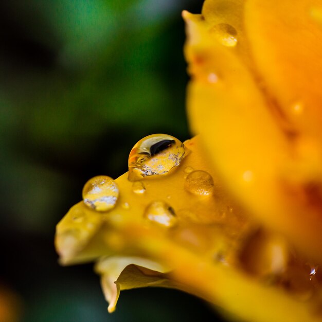 A close up macro shot of a yellow rose in garden as nature concept