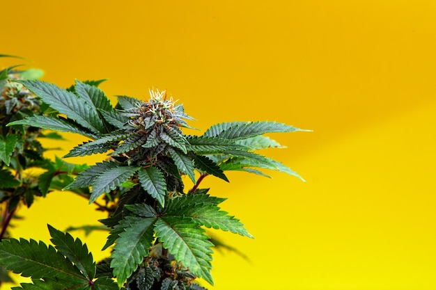 Close up macro of top bud of cannabis plant ready to harvest On yellow background