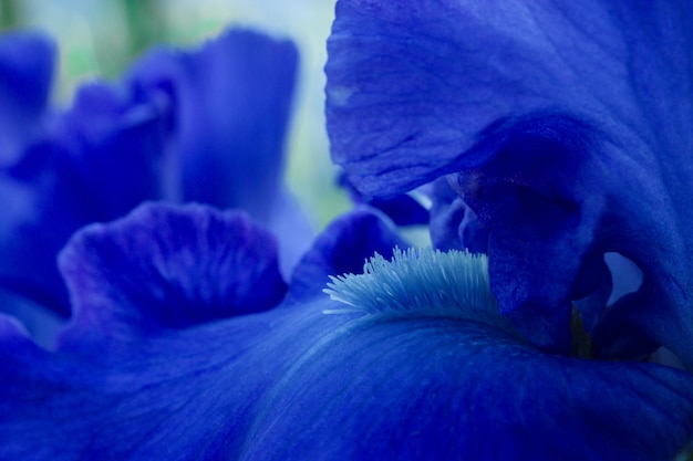 Close-up macro uitzicht op blauwe iris bloemblaadjes in buitentuin