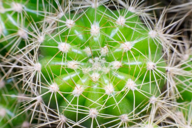 close-up macro van een cactus met ochtenddauw erop