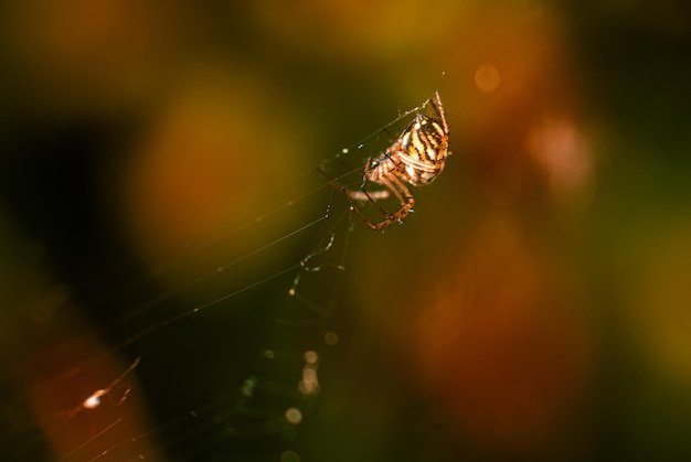 Close-up macro van een Europese kruisspin kruisspin Araneus diadematus zittend in een spinnenweb Natuurlijke verlichting