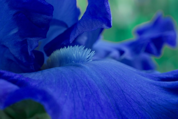 Close up macro view on bright blue iris flower petals in\
outdoor spring garden