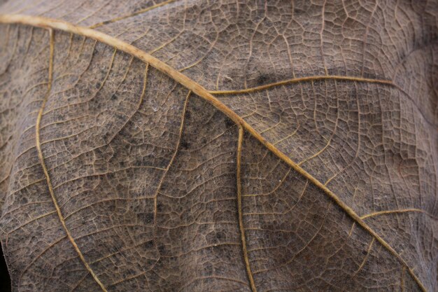 Close up macro view of a dry leaf of autumn season