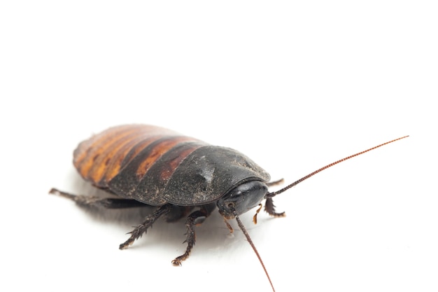 Close up Madagascar hissing cockroach