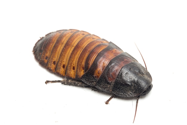 Close up Madagascar hissing cockroach