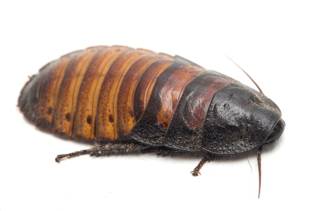 Close up Madagascar hissing cockroach