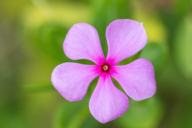 Close up Madagascar Periwinkle flower in a garden.Commonly name bright eyes,Cape periwinkle,graveyard plant,old maid,pink periwinkle,rose periwinkle.(Catharanthus roseus)