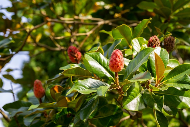 Close up of magnolia grandiflora pink fruit