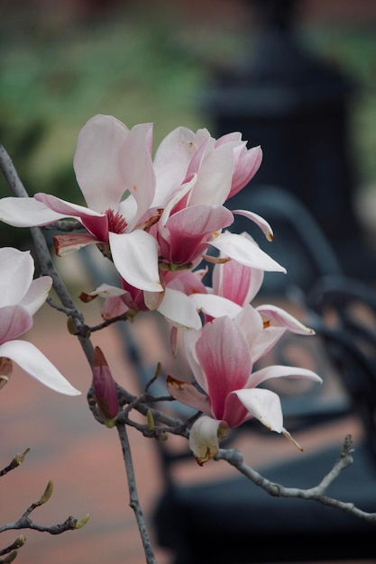 Foto prossimo piano di un albero di magnolia in fiore