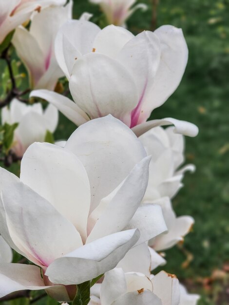 A close up of a magnolia tree flowers