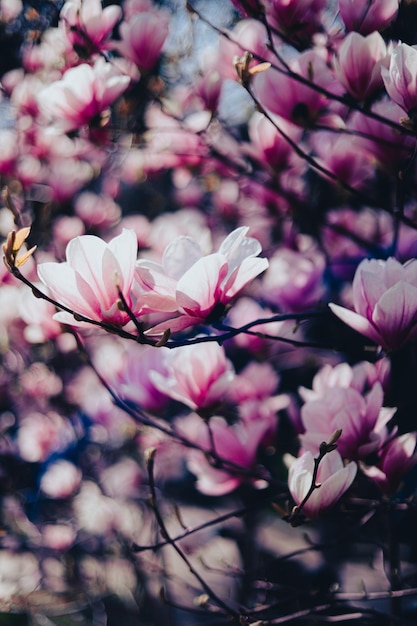 A close up of a magnolia tree with pink flowers