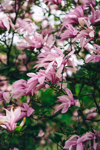 ピンクの花を持つマグノリアの木の接写。