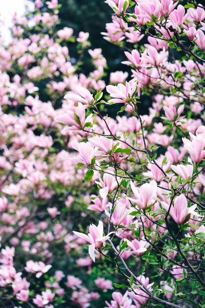 A 핑크 꽃과 목련 나무의 닫습니다.