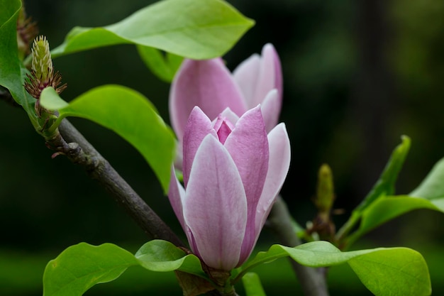 Foto close-up magnoliaboom bloesem in de lente tedere roze bloemen badend in zonlicht, warm weer in april
