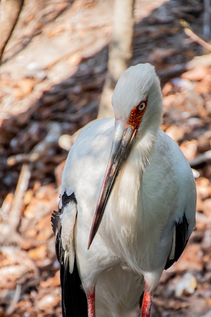 Close-up of a maguari stork (Ciconia maguari)