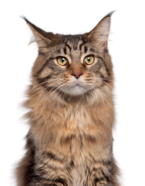 Close-up of Maine Coon cat, 7 months old,