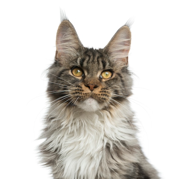 Close-up of a Maine Coon in front of a white wall