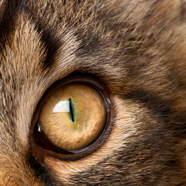 Close-up of Maine Coon's eye,   