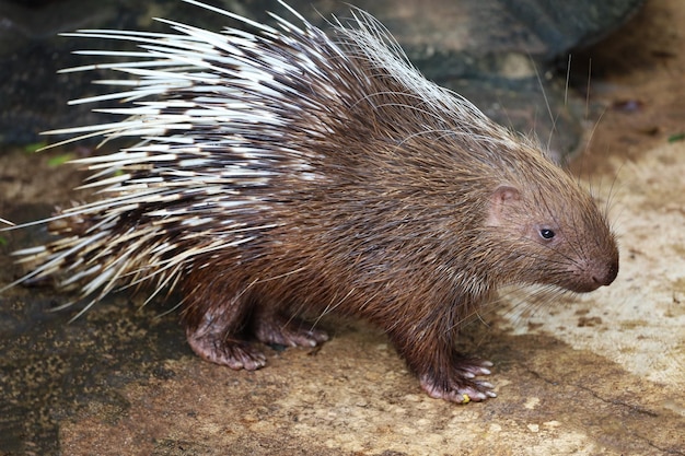 Close up the malayan porcupine animal