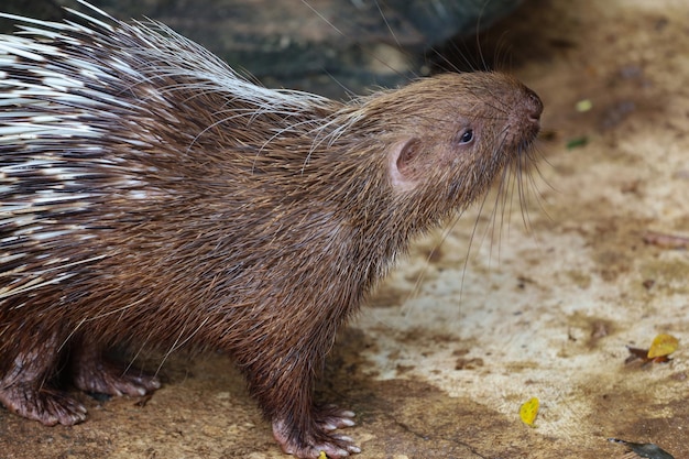 Close up the malayan porcupine animal