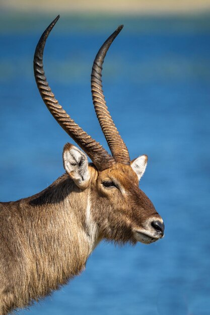 Close-up of male common waterbuck beside river