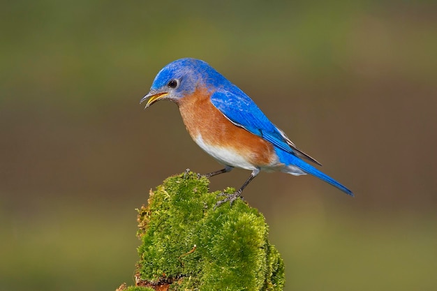 Foto close-up di un maschio di uccello blu orientale appoggiato su un ramo