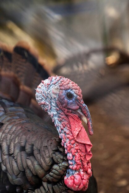 Foto close up di un maschio di tacchino selvaggio orientale meleagris gallopavo lungo la costa orientale degli stati uniti